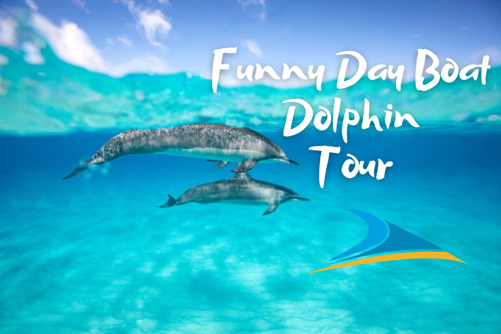 Funny Day Boat - Dolphin Tour Fuerteventura